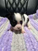 CKC Female Chihuahua 1, a female Chihuahua for sale in Logan, OH – 2 of 2