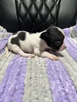 CKC Male Chihuahua 1, a male Chihuahua for sale in Logan, OH – 2 of 2