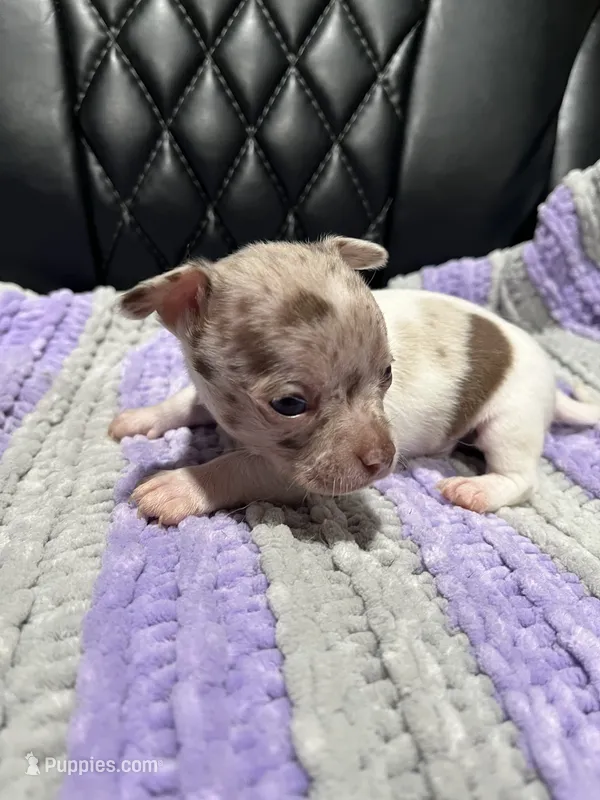 CKC Chocolate Merle Male  – Chihuahua puppy for sale in Logan, OH