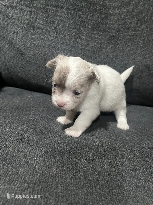 CKC Female 2 – Chihuahua puppy for sale in Logan, OH