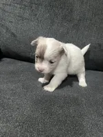 CKC Female 2, a female Chihuahua for sale in Logan, OH – 1 of 1