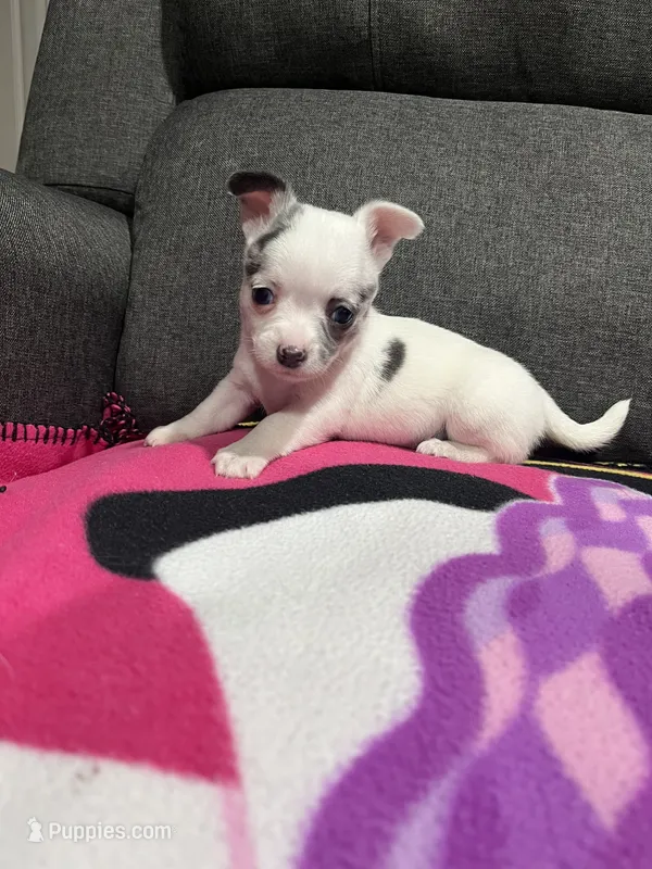 CKC Female 3 – Chihuahua puppy for sale in Logan, OH