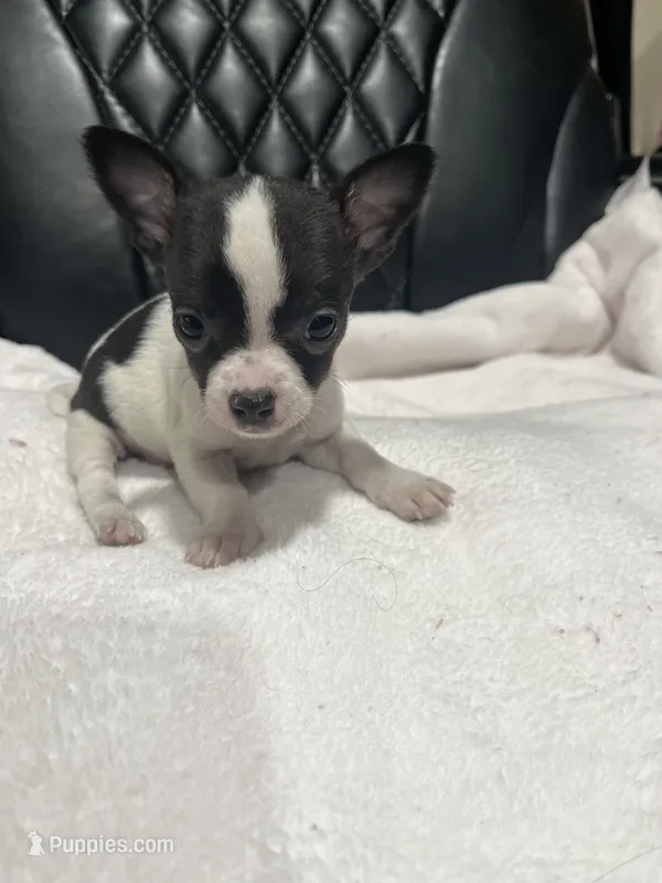CKC Male Chihuahua 1 – Chihuahua puppy for sale in Logan, OH