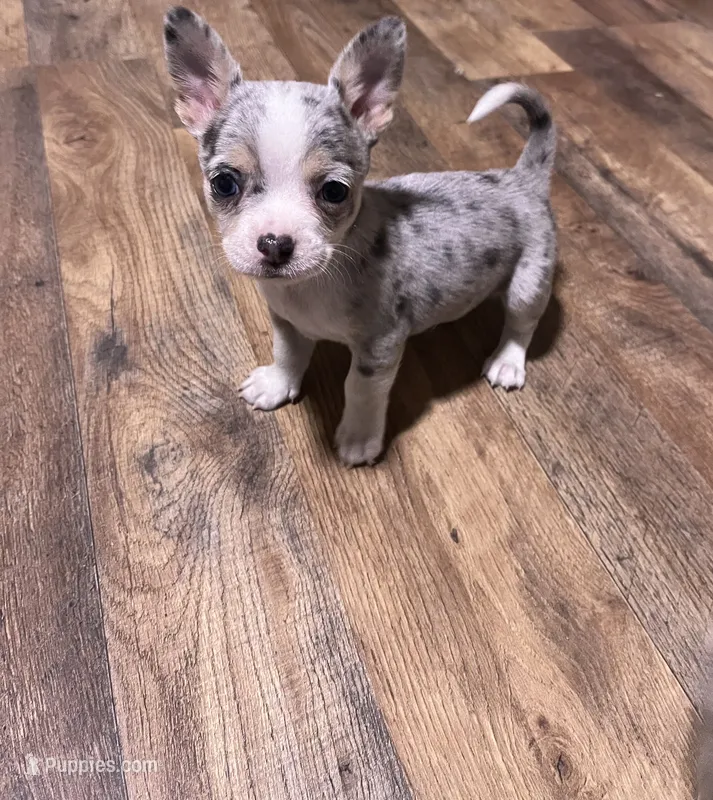CKC Male 1 – Chihuahua puppy on hold in Logan, OH