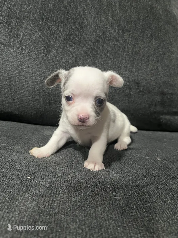 CKC Female 3 – Chihuahua puppy for sale in Logan, OH