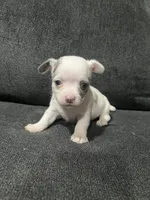 CKC Female 3, a female Chihuahua for sale in Logan, OH – 1 of 1
