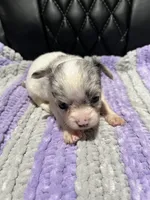 CKC Female Chihuahua 2, a female Chihuahua for sale in Logan, OH – 2 of 2
