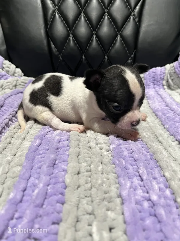 CKC Male Chihuahua 1 – Chihuahua puppy for sale in Logan, OH