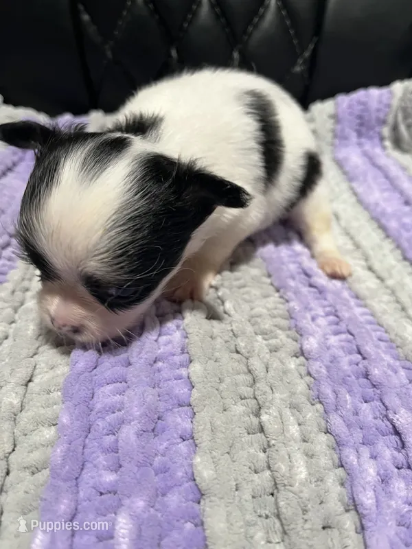 CKC Female Chihuahua 1 – Chihuahua puppy on hold in Logan, OH