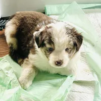 Scattebo, a male Australian Shepherd for sale in Cochranton, PA – Photo 5 of 10