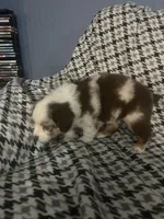 Scattebo, a male Australian Shepherd for sale in Cochranton, PA – Photo 9 of 10