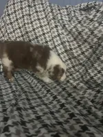 Scattebo, a male Australian Shepherd for sale in Cochranton, PA – Photo 7 of 10