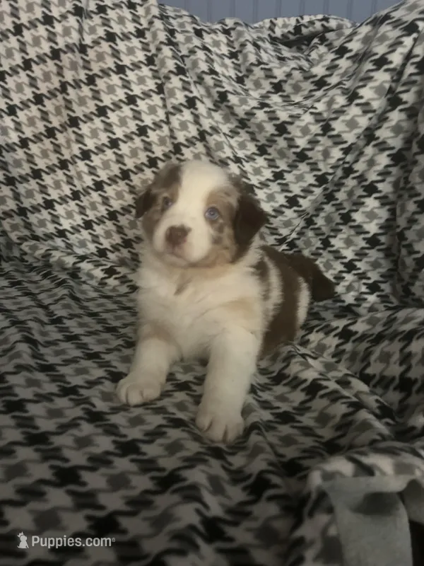 Blue – Australian Shepherd puppy for sale in Cochranton, PA