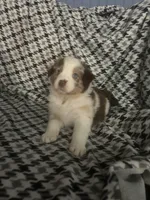 Scattebo, a male Australian Shepherd for sale in Cochranton, PA – Photo 2 of 10