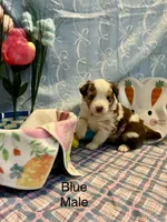 Blue, a male Australian Shepherd for sale in Cochranton, PA – Photo 1 of 2