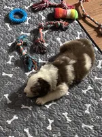 Scattebo, a male Australian Shepherd for sale in Cochranton, PA – Photo 6 of 10