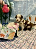 Blue, a male Australian Shepherd for sale in Cochranton, PA – Photo 2 of 2