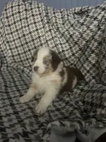 Scattebo, a male Australian Shepherd for sale in Cochranton, PA – Photo 8 of 10