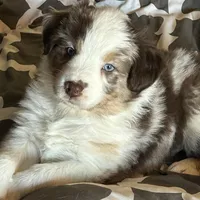 Scattebo, a male Australian Shepherd for sale in Cochranton, PA – Photo 1 of 10