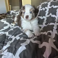 Scattebo, a male Australian Shepherd for sale in Cochranton, PA – Photo 10 of 10