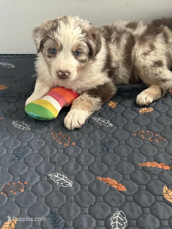 Green – Australian Shepherd puppy for sale in Cochranton, PA
