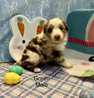 Green, a male Australian Shepherd for sale in Cochranton, PA – Photo 2 of 3