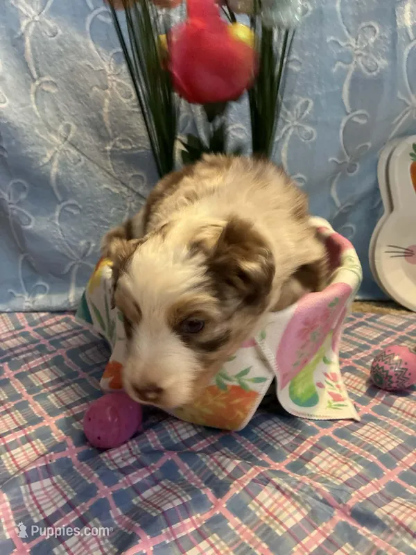 Green – Australian Shepherd puppy for sale in Cochranton, PA