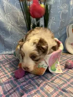 Green, a male Australian Shepherd for sale in Cochranton, PA – Photo 1 of 3