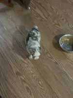 Green, a male Australian Shepherd for sale in Cochranton, PA – Photo 3 of 3