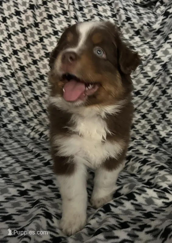 Purple  – Australian Shepherd puppy for sale in Cochranton, PA