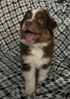 Calliope, a female Australian Shepherd for sale in Cochranton, PA – Photo 2 of 9