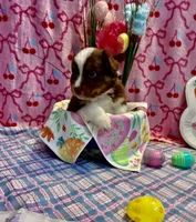 Purple , a female Australian Shepherd for sale in Cochranton, PA – Photo 4 of 4