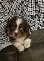 Calliope, a female Australian Shepherd for sale in Cochranton, PA – Photo 8 of 9