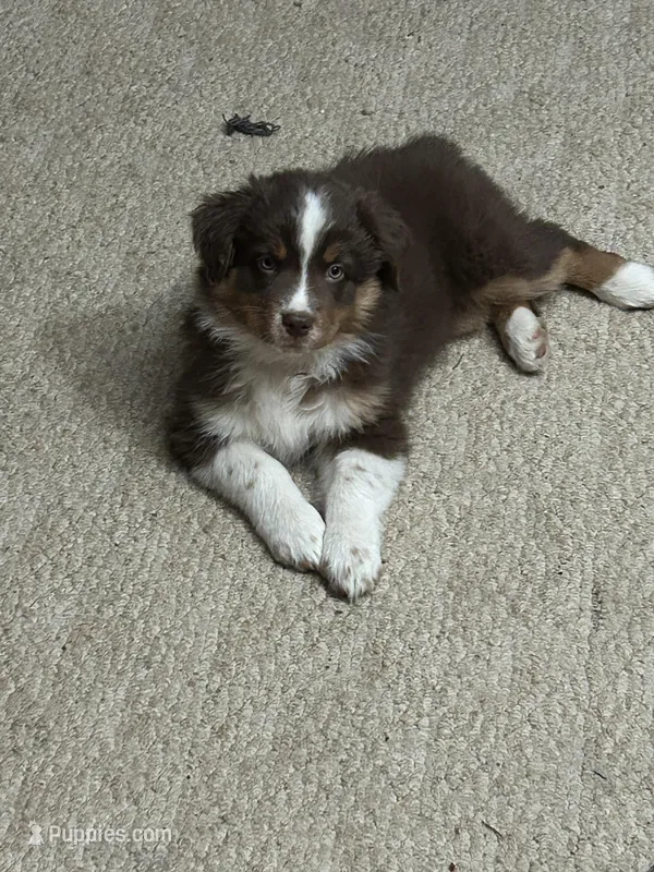Calliope – Australian Shepherd puppy for sale in Cochranton, PA