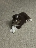 Calliope, a female Australian Shepherd for sale in Cochranton, PA – Photo 9 of 9