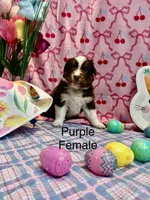 Purple , a female Australian Shepherd for sale in Cochranton, PA – Photo 3 of 4