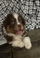 Calliope, a female Australian Shepherd for sale in Cochranton, PA – Photo 7 of 9