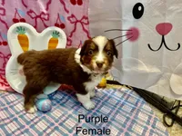 Purple , a female Australian Shepherd for sale in Cochranton, PA – Photo 1 of 4