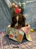 Neon, a male Australian Shepherd for sale in Cochranton, PA – Photo 2 of 2