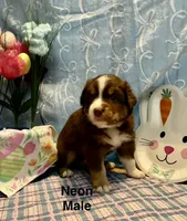 Neon, a male Australian Shepherd for sale in Cochranton, PA – Photo 1 of 2
