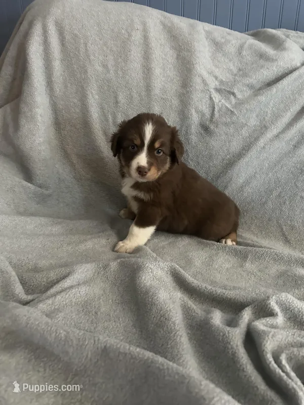 Neon – Australian Shepherd puppy for sale in Cochranton, PA