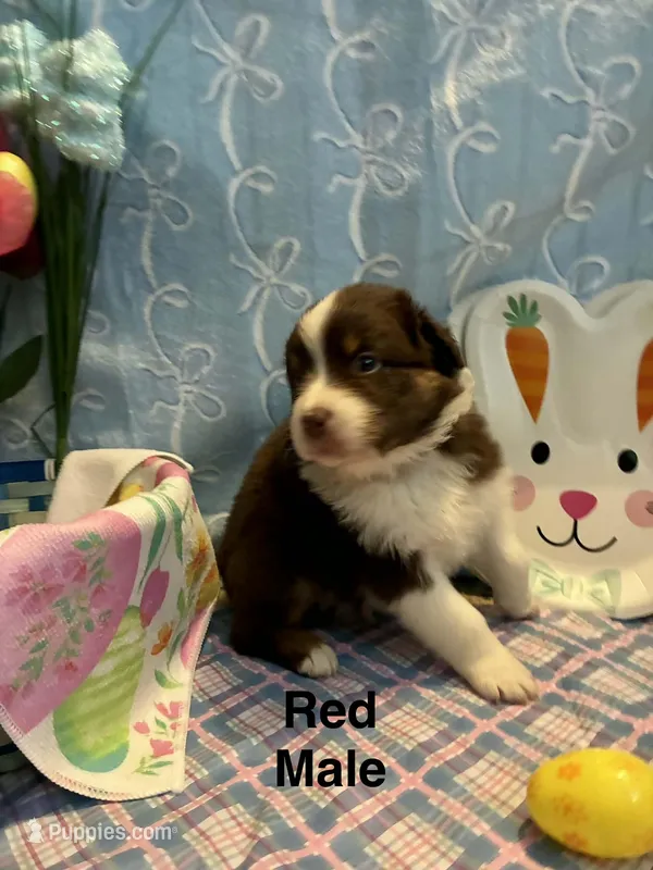 Red – Australian Shepherd puppy for sale in Cochranton, PA