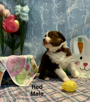 Red, a male Australian Shepherd for sale in Cochranton, PA – Photo 2 of 2