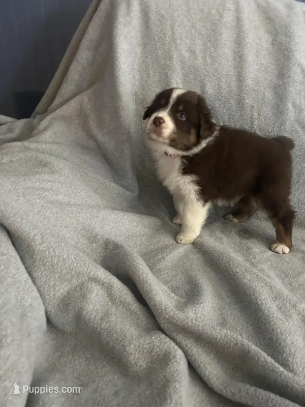 Red – Australian Shepherd puppy for sale in Cochranton, PA