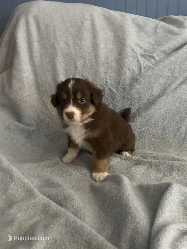 Orange  – Australian Shepherd puppy for sale in Cochranton, PA
