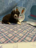 Orange , a male Australian Shepherd for sale in Cochranton, PA – Photo 2 of 2