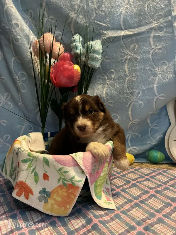 Orange  – Australian Shepherd puppy for sale in Cochranton, PA