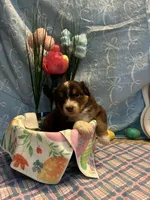 Orange , a male Australian Shepherd for sale in Cochranton, PA – Photo 1 of 2