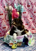 Pink, a female Australian Shepherd for sale in Cochranton, PA – Photo 3 of 4