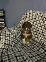 Gladys, a female Australian Shepherd for sale in Cochranton, PA – Photo 6 of 10
